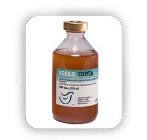 Nobilis Coryza